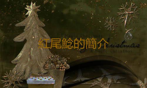 紅尾鯰的簡介