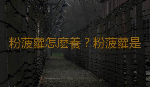 粉菠蘿怎麽養？粉菠蘿是怎樣的？
