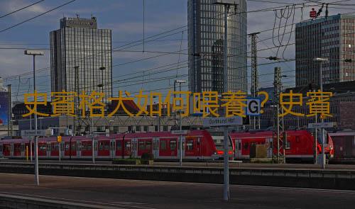 史賓格犬如何喂養？史賓格犬的簡介