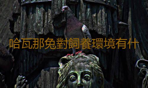 哈瓦那兔對飼養環境有什麽要求？