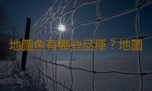 地圖魚有哪些品種？地圖魚怎麽樣？