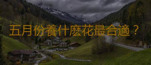 五月份養什麽花最合適？