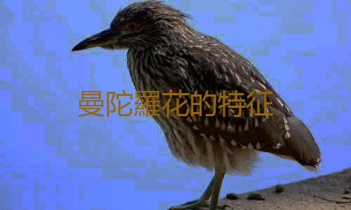 曼陀羅花的特征