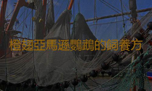 橙翅亞馬遜鸚鵡的飼養方法 橙翅亞馬遜鸚鵡的價格