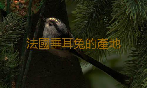 法國垂耳兔的產地