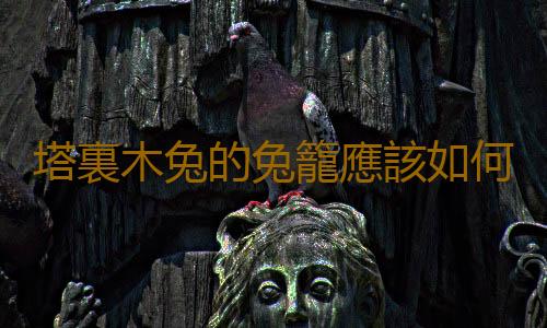 塔裏木兔的兔籠應該如何選擇？
