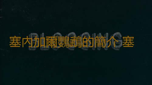 塞內加爾鸚鵡的簡介 塞內加爾鸚鵡的外形特征