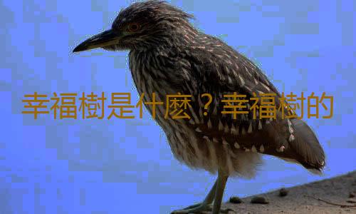 幸福樹是什麽？幸福樹的作用及養護方法