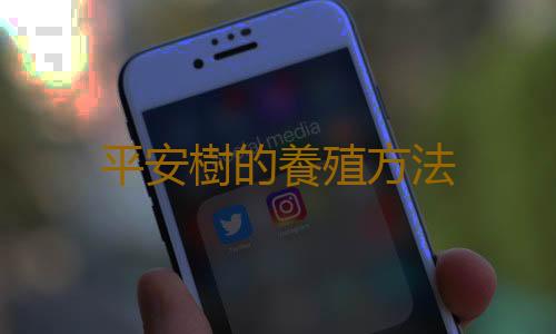 平安樹的養殖方法