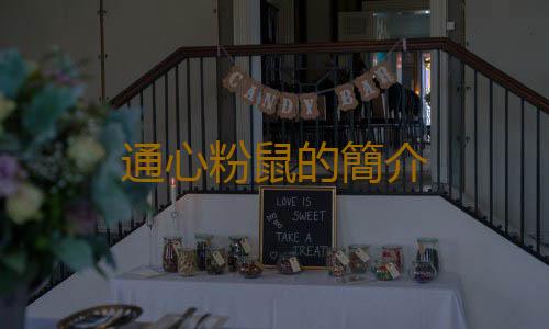 通心粉鼠的簡介