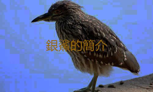 銀鯊的簡介