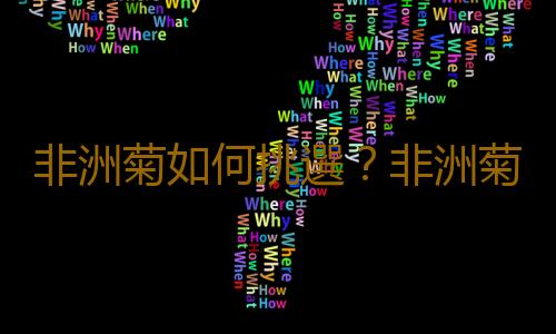 非洲菊如何挑選？非洲菊如何養護？