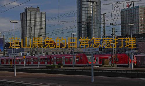 蓮山黑兔的日常怎麽打理？