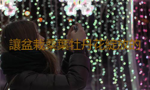 讓盆栽桑葉牡丹花綻放的秘訣