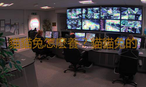 貓貓兔怎麽養？貓貓兔的喂養方法