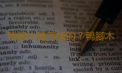 鴨腳木是怎樣的？鴨腳木的花語